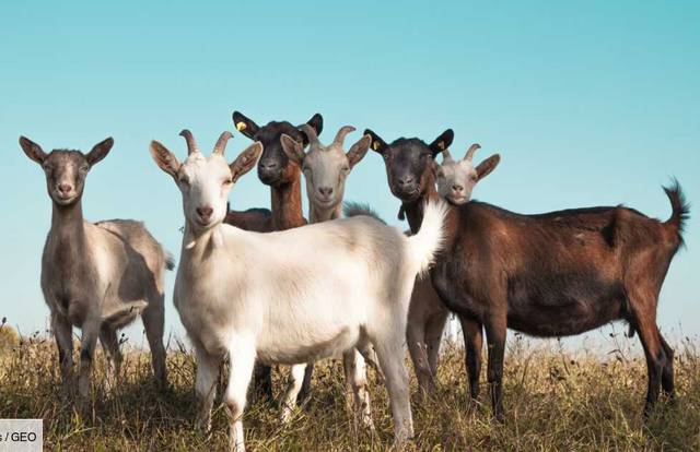 GVFC VETERANS is a football team. They are using SportEasy, the best web and mobile app to manage any sports team (football, soccer, rugby, basketball, baseball, hockey, volleyball...). Coaches and managers can organize the games and practices or send group messages to their players. Players have convenient access to their schedule or statistics. SportEasy is free and available online and there’s an app for iPhone and Android.