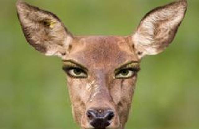 Blue Fever is a field_hockey team. They are using SportEasy, the best web and mobile app to manage any sports team (football, soccer, rugby, basketball, baseball, hockey, volleyball...). Coaches and managers can organize the games and practices or send group messages to their players. Players have convenient access to their schedule or statistics. SportEasy is free and available online and there’s an app for iPhone and Android.